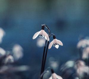 Nature16.jpg 2017 HD Wallpapers