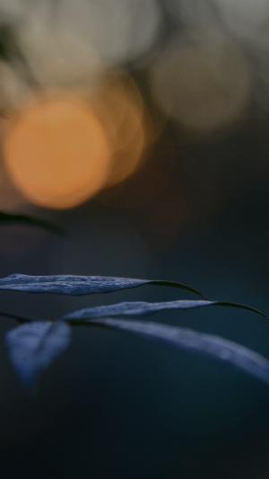 Nature6.png 2017 HD Wallpapers