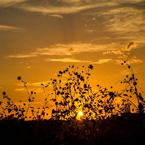 Wheat2.jpg 2017 HD Wallpapers