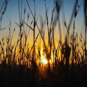 Wheat4.jpg 2017 HD Wallpapers