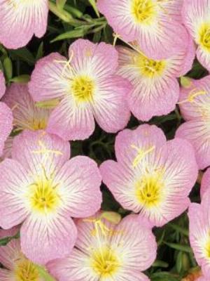 Gaisma_(39).jpg Abstract