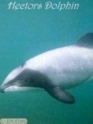 0001jeromobi.jpg Animals