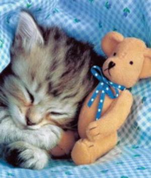 00021Animals.jpg Animals