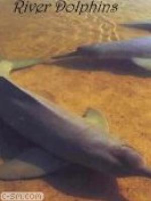 0002jeromobi.jpg Animals