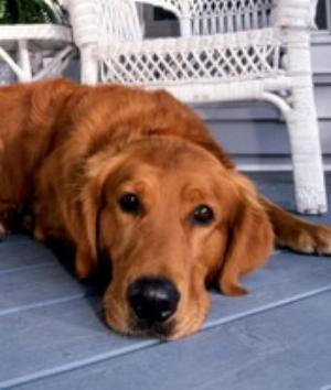 00031Animals.jpg Animals