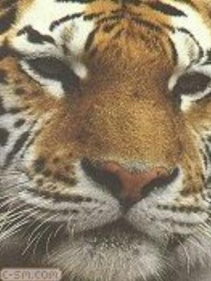 0005jeromobi.jpg Animals