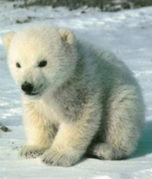 00061Animals.jpg Animals