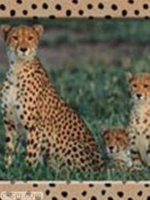 0008jeromobi.jpg Animals