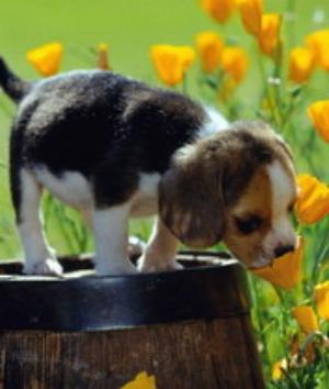 00091Animals.jpg Animals