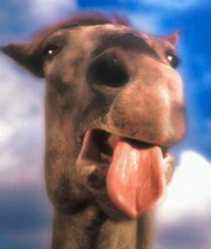 00101Animals.jpg Animals