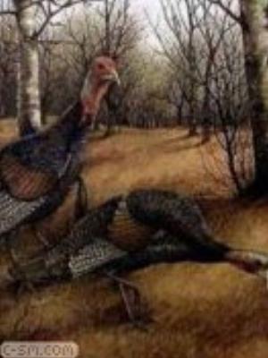 0010jeromobi.jpg Animals