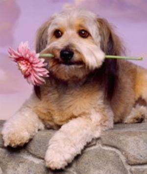 00111Animals.jpg Animals