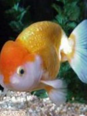 0013jeromobi.jpg Animals