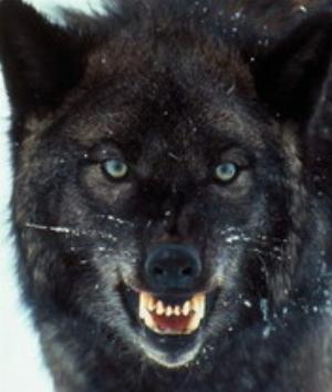 00141Animals.jpg Animals