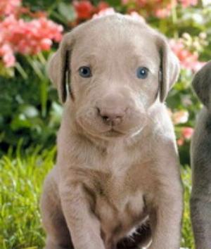 00151Animals.jpg Animals