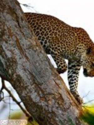 0016jeromobi.jpg Animals