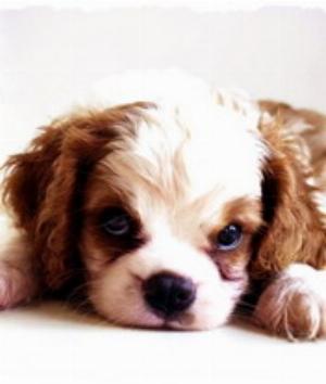 00171Animals.jpg Animals