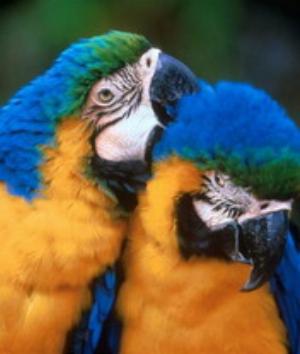 00181Animals.jpg Animals