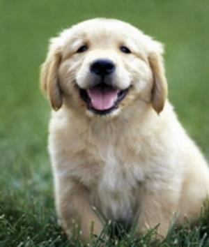 00191Animals.jpg Animals