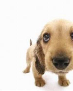 0019animal.jpg Animals