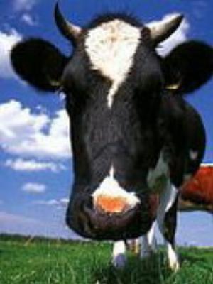 001jeromobi.jpg Animals