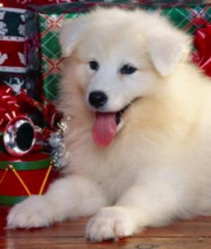 00211Animals.jpg Animals