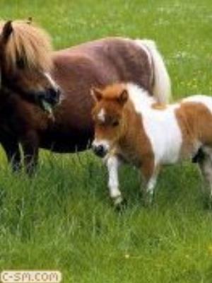 0021jeromobi.jpg Animals