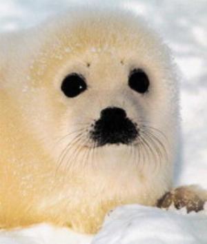 00221Animals.jpg Animals