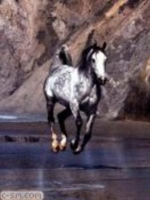 0022jeromobi.jpg Animals