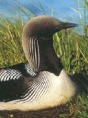 0023jeromobi.jpg Animals