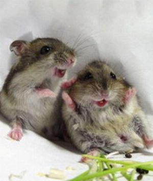 00241Animals.jpg Animals
