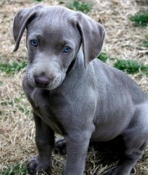 00251Animals.jpg Animals