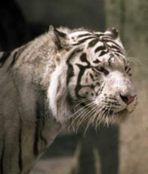 00261Animals.jpg Animals