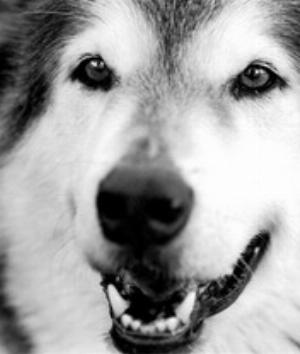 00271Animals.jpg Animals