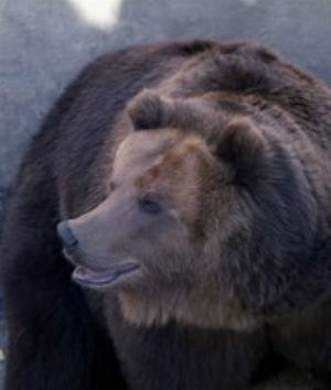 00281Animals.jpg Animals