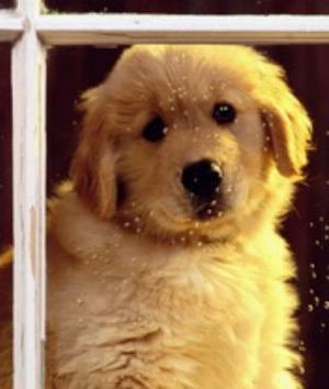 00291Animals.jpg Animals