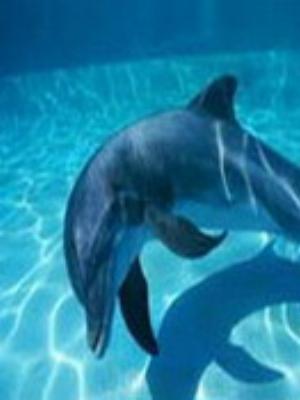 002jeromobi.jpg Animals