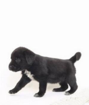 00331Animals.jpg Animals