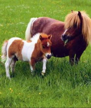 00341Animals.jpg Animals