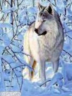 0034jeromobi.jpg Animals