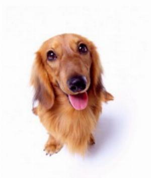 00351Animals.jpg Animals