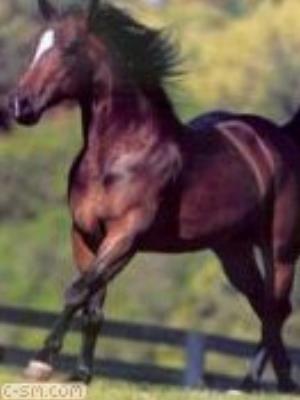 0035jeromobi.jpg Animals