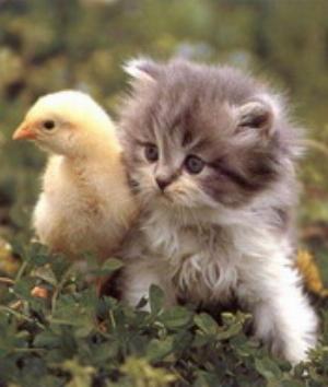 00361Animals.jpg Animals