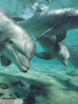 0036jeromobi.jpg Animals