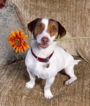 00371Animals.jpg Animals