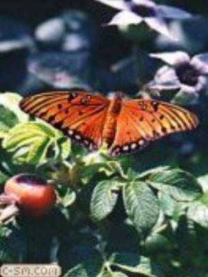 0037jeromobi.jpg Animals