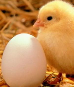 00381Animals.jpg Animals