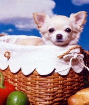 00391Animals.jpg Animals