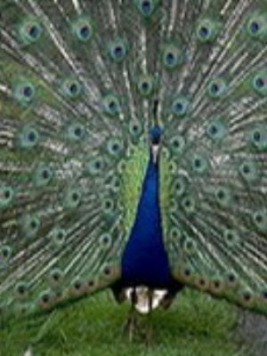 003jeromobi.jpg Animals