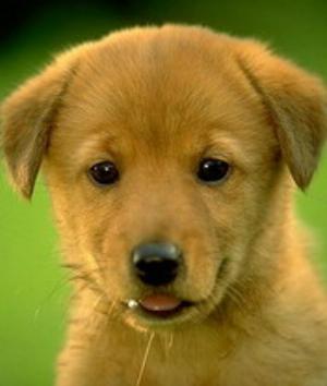 00401Animals.jpg Animals